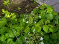 Hydrangea anomala Potatisåkern, Malmö, Skåne, Sweden 20150622_0063