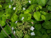 Hydrangea anomala Potatisåkern, Malmö, Skåne, Sweden 20150622_0064