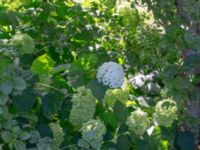 Hydrangea arborescens Lönnhem, Karlshamn, Blekinge, Sweden 20180808_0055