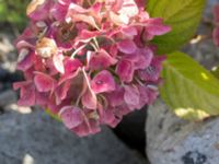 Hortensia macrophylla Grodreservatet, Norra hamnen, Malmö, Skåne, Sweden 20160924_0088