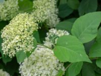 Hydrangea macrophylla Värsjönäs, Skånes Fagerhult, Örkelljunga, Skåne, Sweden 20180711_0214