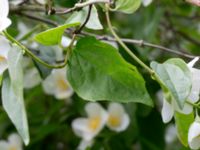 Philadelphus coronarius Scoutstugan, Bunkeflostrand, Malmö, Skåne, Sweden 20160619_0034