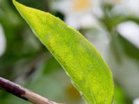 Philadelphus coronarius Scoutstugan, Bunkeflostrand, Malmö, Skåne, Sweden 20160619_0035