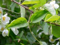 Philadelphus coronarius Scoutstugan, Bunkeflostrand, Malmö, Skåne, Sweden 20160619_0036