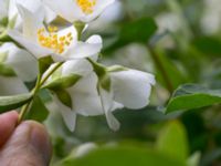 Philadelphus coronarius Scoutstugan, Bunkeflostrand, Malmö, Skåne, Sweden 20160619_0038