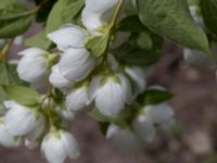 Philadelphus coronarius Scoutstugan, Bunkeflostrand, Malmö, Skåne, Sweden 20160619_0050