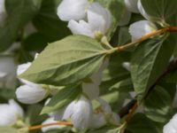 Philadelphus coronarius Scoutstugan, Bunkeflostrand, Malmö, Skåne, Sweden 20160619_0051