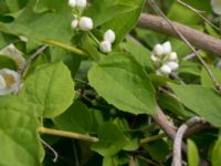 Philadelphus coronarius Scoutstugan, Bunkeflostrand, Malmö, Skåne, Sweden 20160619_0052