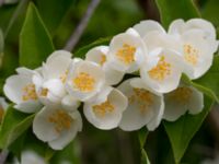 Philadelphus coronarius Scoutstugan, Bunkeflostrand, Malmö, Skåne, Sweden 20160619_0053