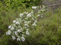 Philadelphus coronarius Scoutstugan, Bunkeflostrand, Malmö, Skåne, Sweden 20160619_0054