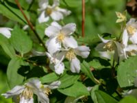 Philadelphus coronarius Ulricedal, Malmö, Skåne, Sweden 20190617_0035