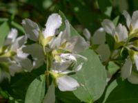 Philadelphus coronarius Ulricedal, Malmö, Skåne, Sweden 20190617_0036