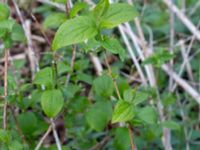 Philadelphus coronarius Vången, Vittsjö, Hässleholm, Skåne, Sweden 20190504_0120