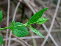 Philadelphus lewisii Ludvigsborg, Hörby, Skåne, Sweden 20190501_0181