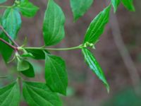 Philadelphus lewisii Ludvigsborg, Hörby, Skåne, Sweden 20190501_0185