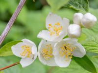 Philadelphus pubescens Karlarp 1-124, Höör, Skåne, Sweden 20240702_0049