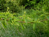 Philadelphus x lemoinei Lomma kustdammar, Lomma, Skåne, Sweden 20160525_0045