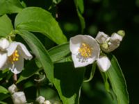 Philadelphus x lemoinei Ulricedal, Malmö, Skåne, Sweden 20190617_0001