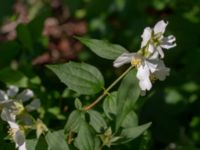 Philadelphus x lemoinei Ulricedal, Malmö, Skåne, Sweden 20190618_0036