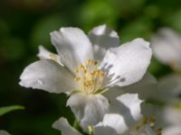 Philadelphus x lemoinei Ulricedal, Malmö, Skåne, Sweden 20190618_0038