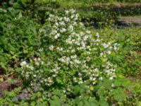 Philadelphus x lemoinei Ulricedal, Malmö, Skåne, Sweden 20190618_0041