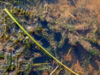 Elodea canadensis 380 m ENE Kärragården, Ystad, Skåne, Sweden 20180715_0049