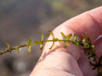 Elodea canadensis 380 m ENE Kärragården, Ystad, Skåne, Sweden 20180715_0051