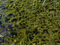 Elodea canadensis Rinnebäcks stamp, Kävlinge, Skåne, Sweden 20160707_0005