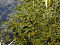 Elodea canadensis Rinnebäcks stamp, Kävlinge, Skåne, Sweden 20160707_0006