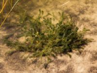 Elodea canadensis Skoghem, Vombs fure, Lund, Skåne, Sweden 20160723_0137