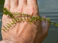 Elodea canadensis Skoghem, Vombs fure, Lund, Skåne, Sweden 20160723_0138