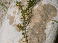 Elodea canadensis Skoghem, Vombs fure, Lund, Skåne, Sweden 20160723_0139