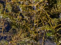 Elodea nuttallii Trollemölla, Degeberga, Kristianstad, Skåne, Sweden 20160827_0024