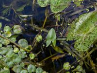 Hydrocharis morsus-ranae Rinnebäcks stamp, Kävlinge, Skåne, Sweden 20160707_0003