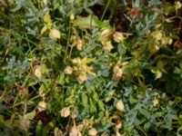 Hypericum cerastoides Kvibergsfältet, Göteborg, Västergötland, Sweden 20190716_0410