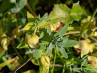 Hypericum cerastoides Kvibergsfältet, Göteborg, Västergötland, Sweden 20190716_0411