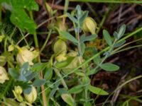 Hypericum cerastoides Kvibergsfältet, Göteborg, Västergötland, Sweden 20190716_0415