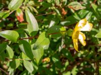 Hypericum 'Hidcote' Bäckaforsvägen, Klagshamn, Malmö, Skåne, Sweden 20190718_0024