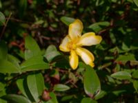 Hypericum 'Hidcote' Bäckaforsvägen, Klagshamn, Malmö, Skåne, Sweden 20190718_0027