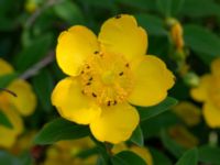 Hypericum 'Hidcote' Bäckaforsvägen, Klagshamn, Malmö, Skåne, Sweden 20210711_0018