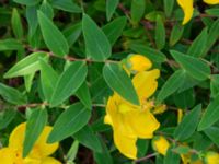 Hypericum 'Hidcote' Bäckaforsvägen, Klagshamn, Malmö, Skåne, Sweden 20210711_0019