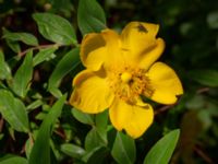 Hypericum 'Hidcote' Bäckaforsvägen, Klagshamn, Malmö, Skåne, Sweden 20210711_0021