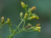 Hypericum hirsutum Övedsgården, Sjöbo, Skåne, Sweden 20160714_0097