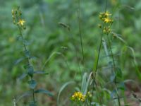 Hypericum hirsutum Övedsgården, Sjöbo, Skåne, Sweden 20160714_0100