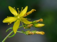 Hypericum hirsutum Dalby Söderskog, Lund, Skåne, Sweden 20150727_0056