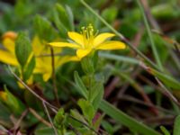 Hypericum humifusum Kumleröd, Tågra, Sjöbo, Skåne, Sweden 20160703_0083