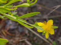 Hypericum kalmianum Säbyholm, Landskrona, Skåne, Sweden 20220722_0001