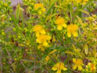 Hypericum kalmianum Säbyholm, Landskrona, Skåne, Sweden 20220722_0015