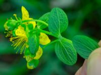 Hypericum maculatum Östra stigen, Toarp, Malmö, Skåne, Sweden 20230702_0053