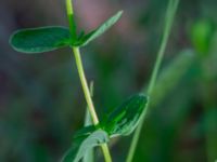 Hypericum maculatum Östra stigen, Toarp, Malmö, Skåne, Sweden 20230702_0055